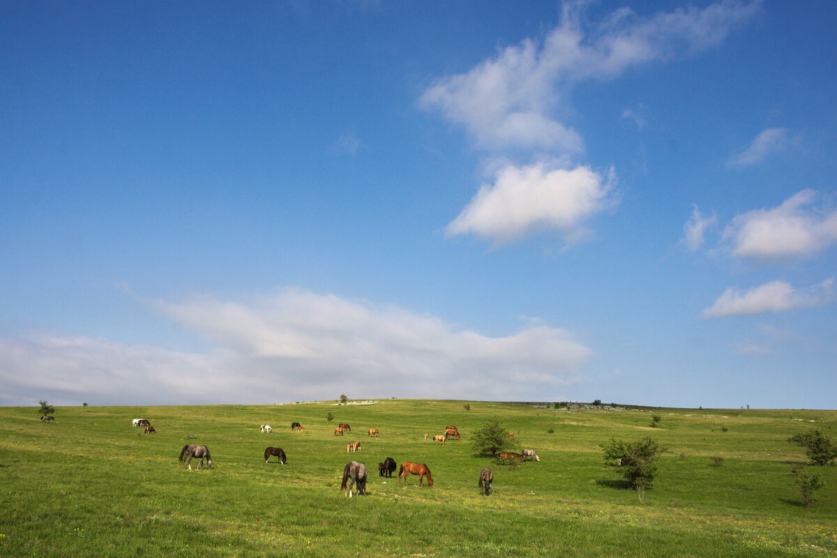 конь гулял на воле... ) - Всеволод конь гулял на воле... ) - Всеволод