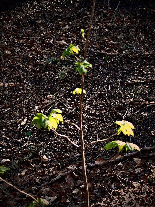 Весенние зарисовки 153 - Алексей Кузнецов