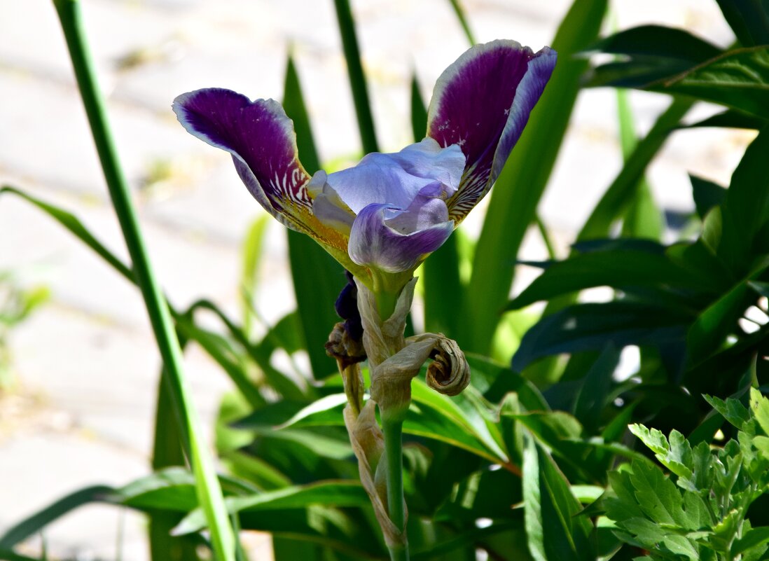 *** - Павленко Михаил 
