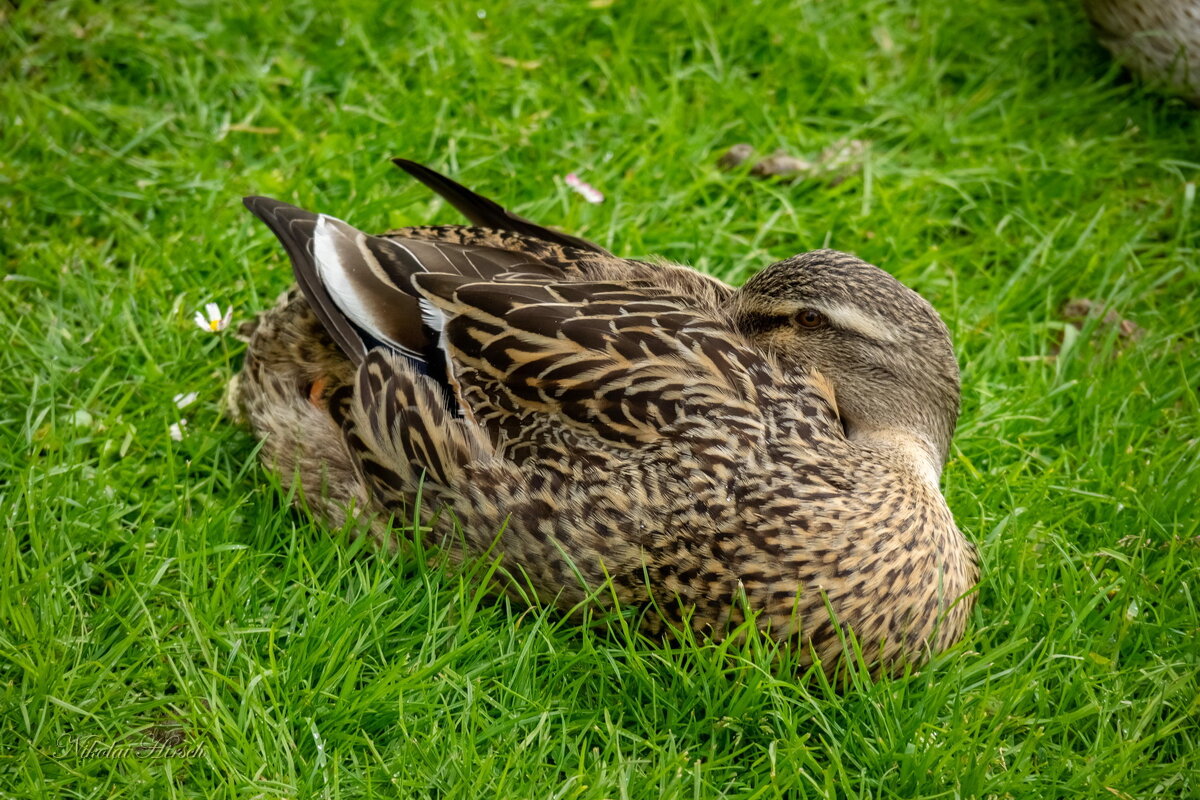 Я всё вижу... - Николай Гирш