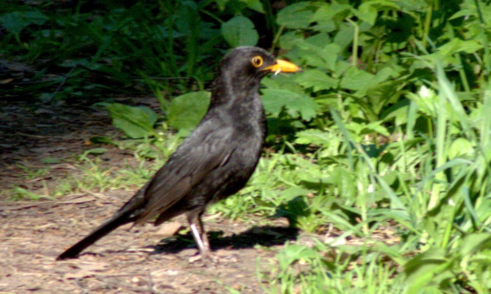 Чёрный дрозд - Сергей Владимирович Егоров