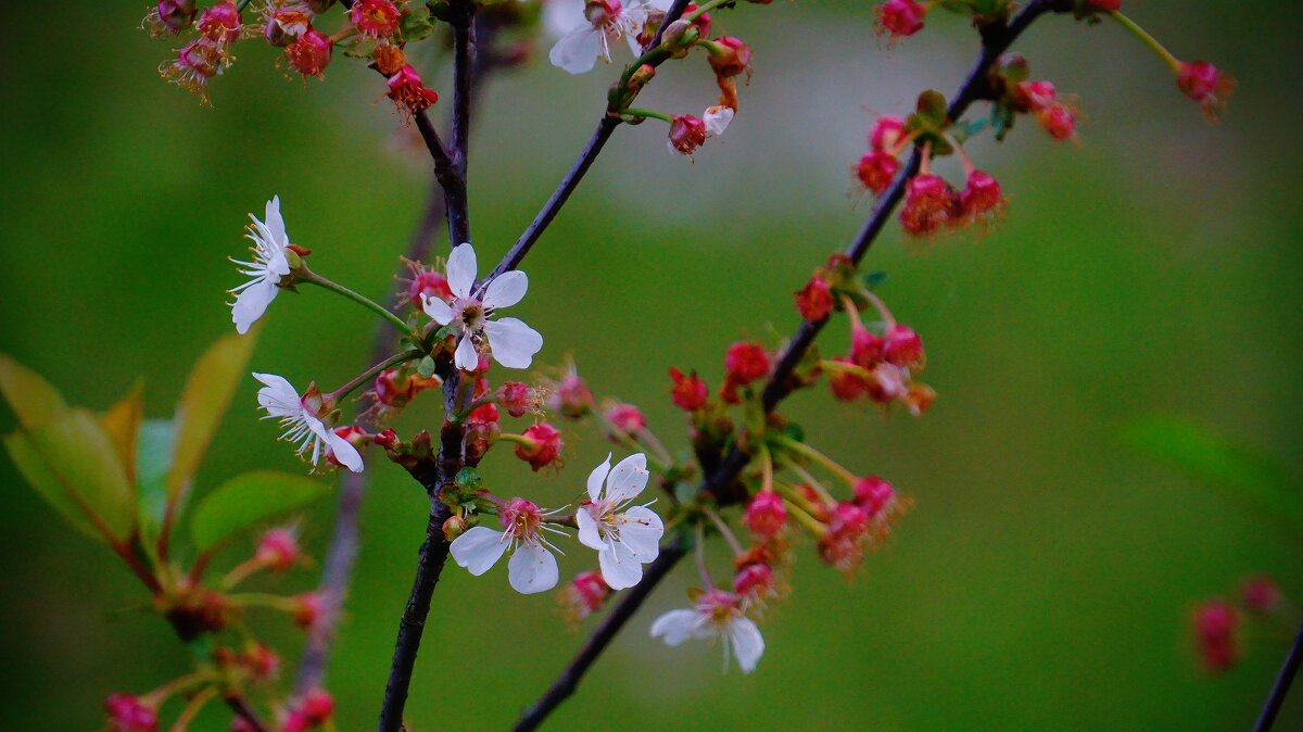 Вишенка - Наталья Лакомова