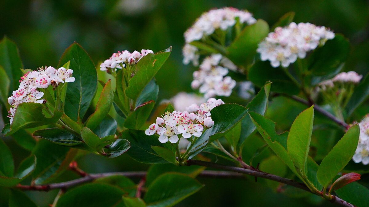 Рябина черная - Наталья Лакомова Рябина черная - Наталья Лакомова