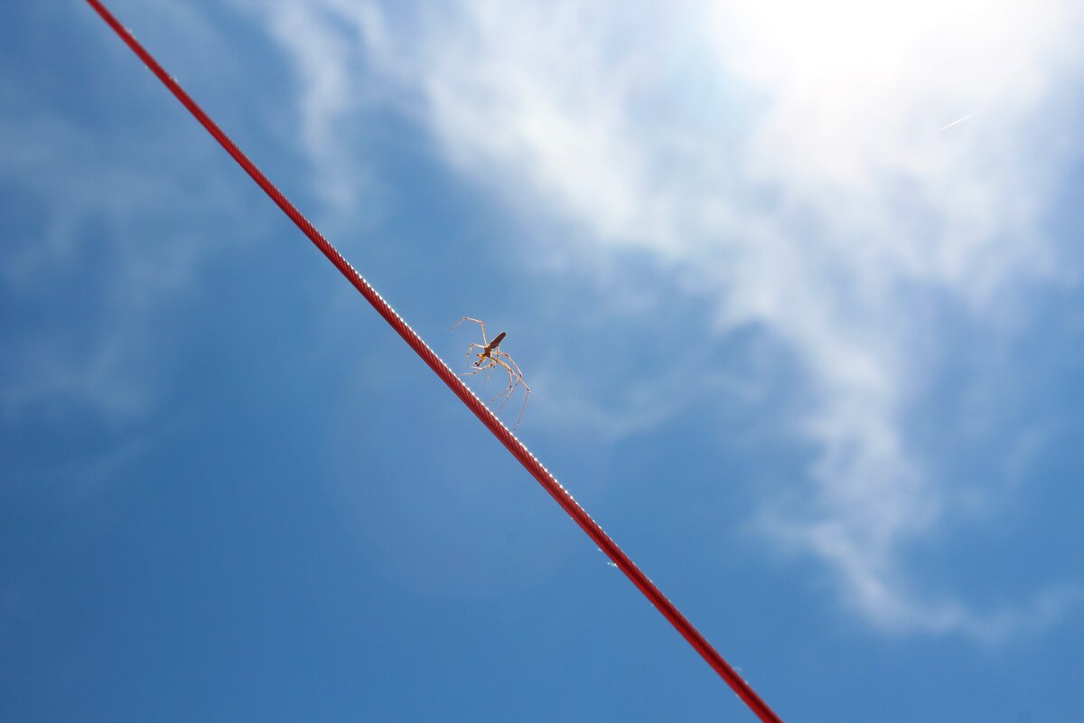 Паук на яхте - Марсель Валеев