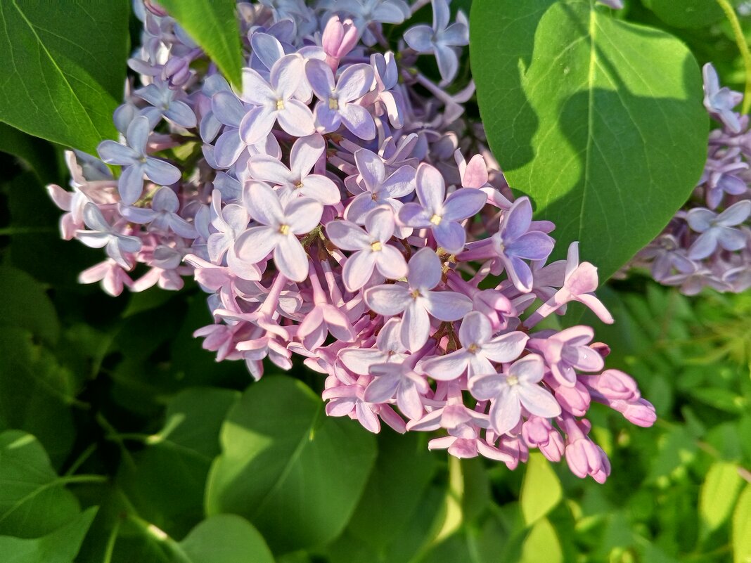 Сирень - Сапсан 