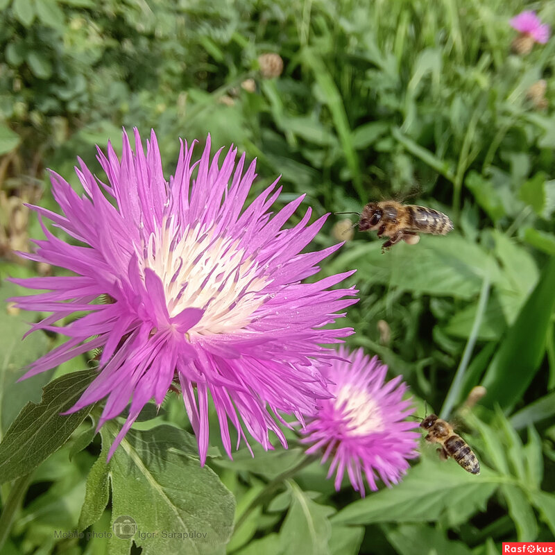 Васильки и пчёлы - Игорь Сарапулов Васильки и пчёлы - Игорь Сарапулов