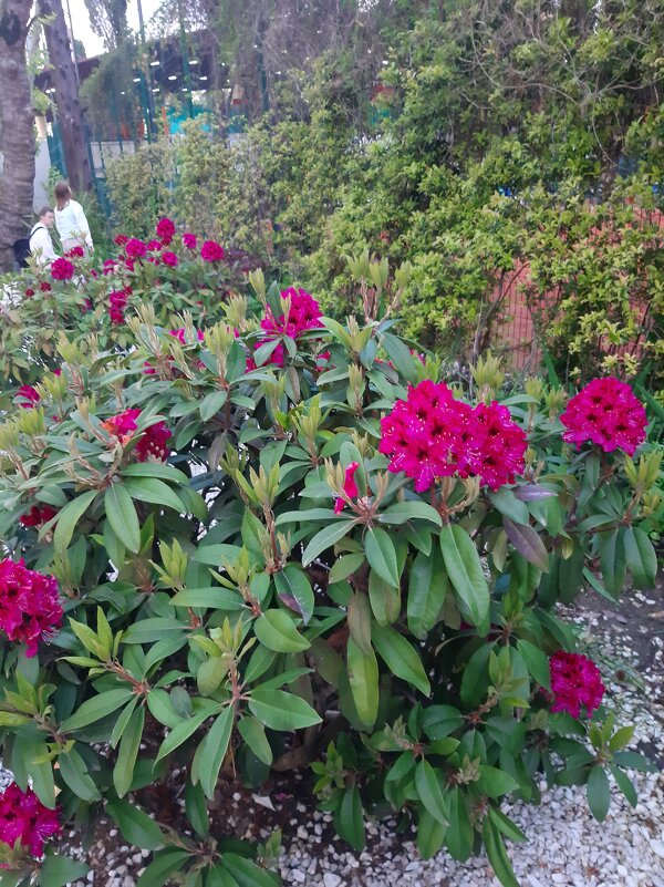 РОДОДЕНДРОН - Tata Wolf