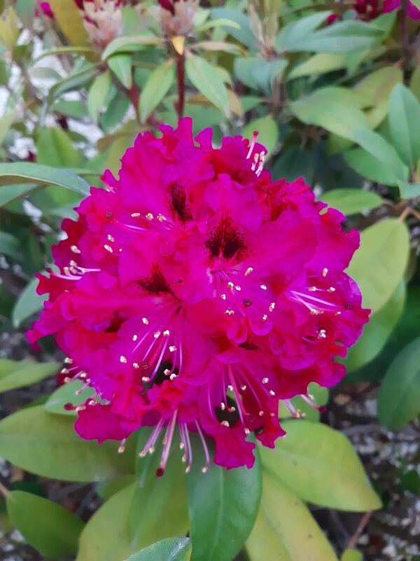 РОДОДЕНДРОН - Tata Wolf РОДОДЕНДРОН - Tata Wolf