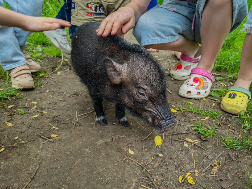Свинёнок. - Борис Калитенко