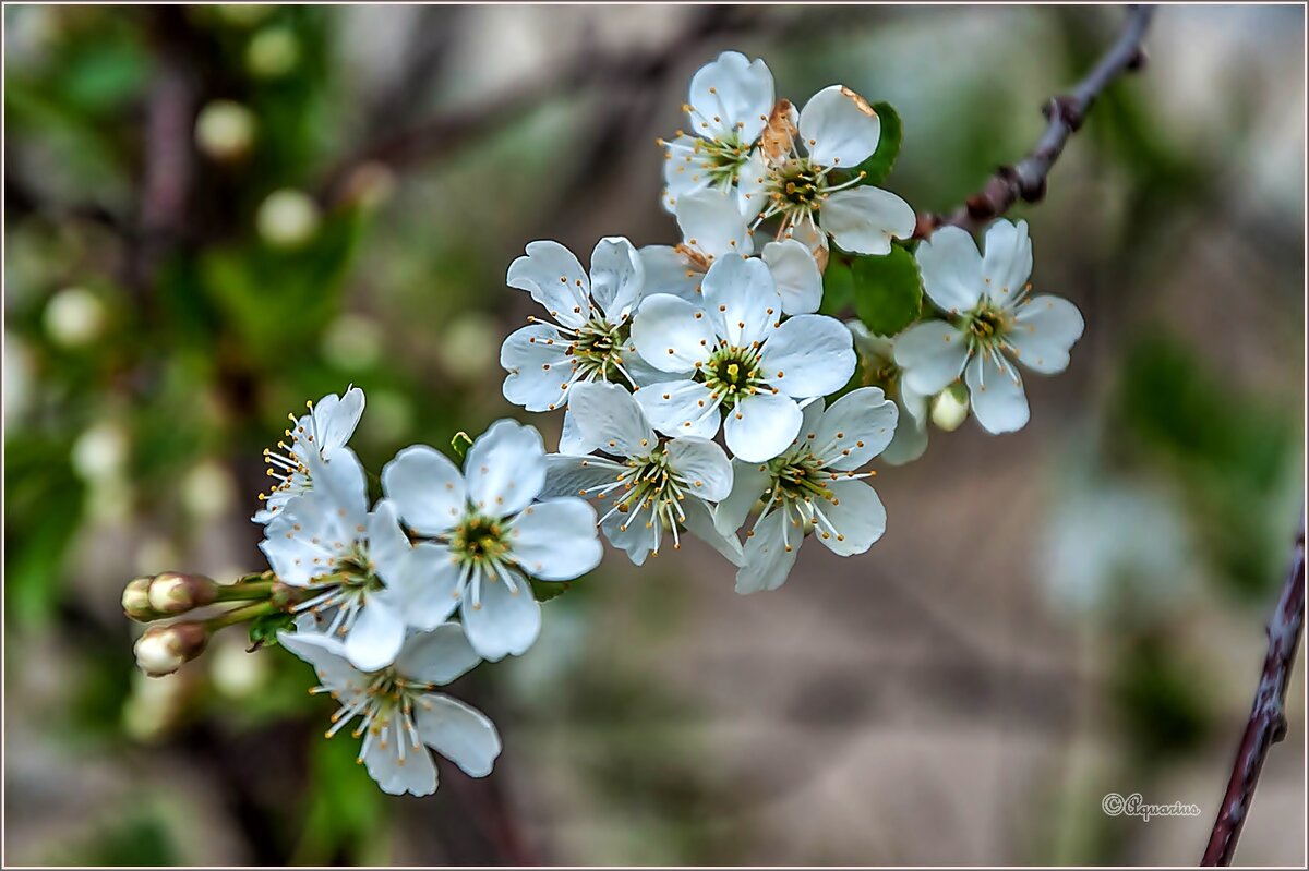 Уральская вишня - Aquarius - Сергей Уральская вишня - Aquarius - Сергей