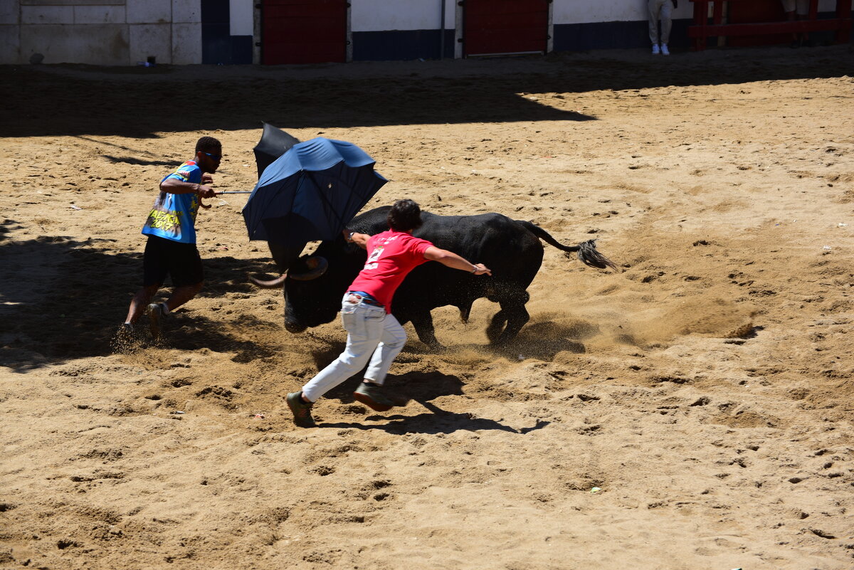 С зонтиком против быка - azambuja С зонтиком против быка - azambuja