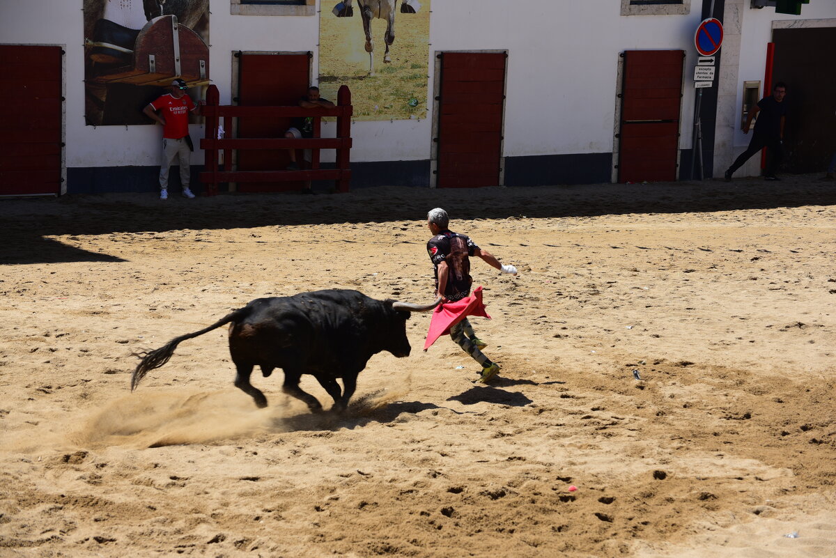 Наперегонки с быком - azambuja Наперегонки с быком - azambuja
