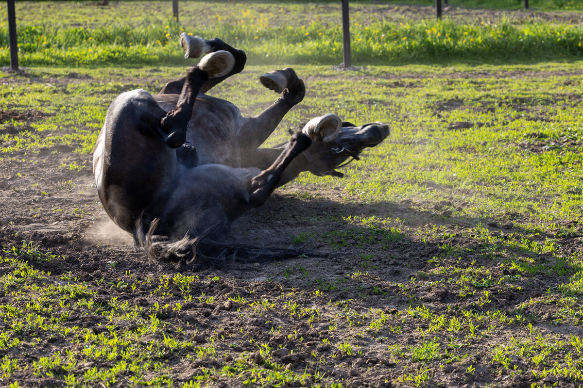 Лошадки - k-e-r-g-u-d-u DM