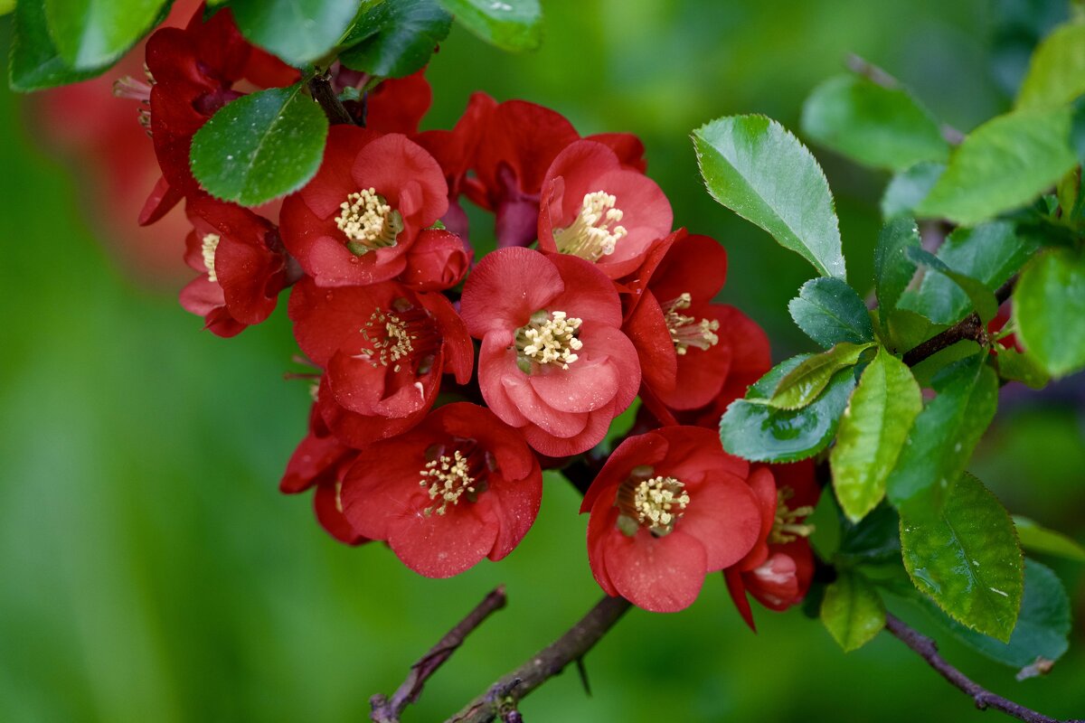 Айва японская - Виктория 