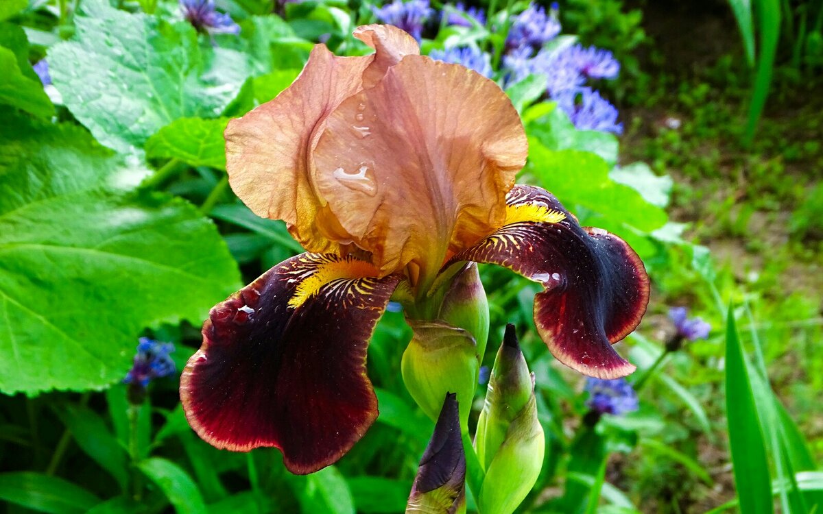 Городской ирис - Милешкин Владимир Алексеевич Городской ирис - Милешкин Владимир Алексеевич