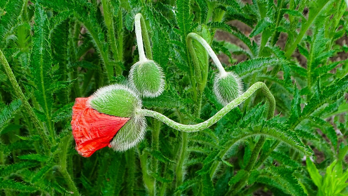 Маки на городской клумбе - Милешкин Владимир Алексеевич 