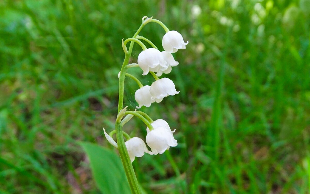 Лесные ландыши - Милешкин Владимир Алексеевич Лесные ландыши - Милешкин Владимир Алексеевич