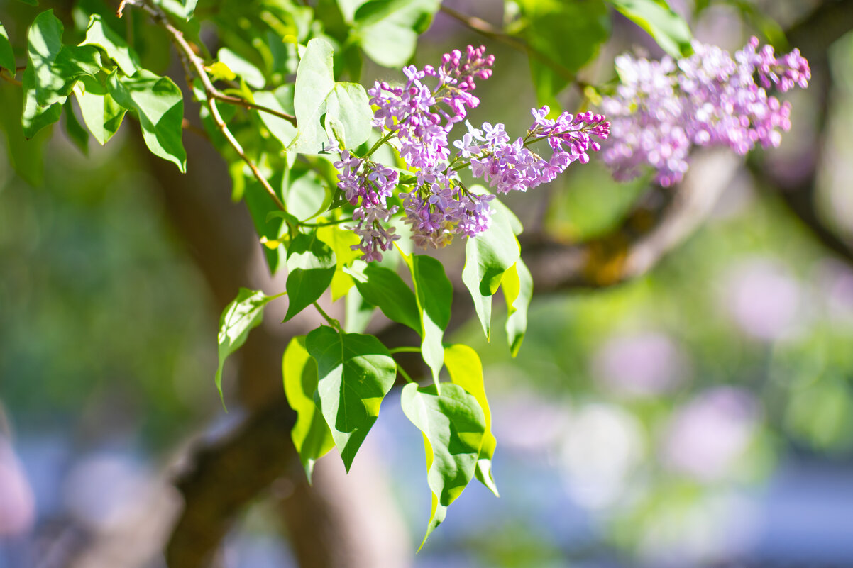 Сирень - Роман Шаров