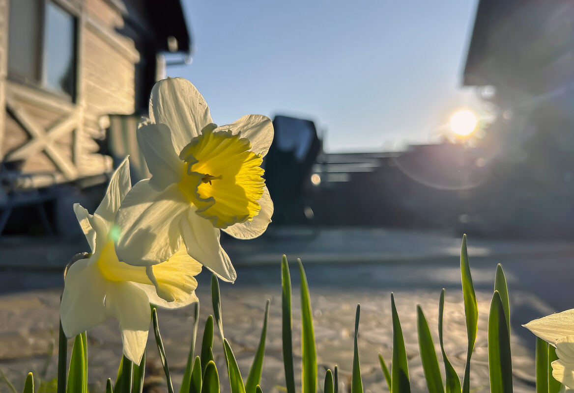 Дачные штучки - Дмитрий Иванов