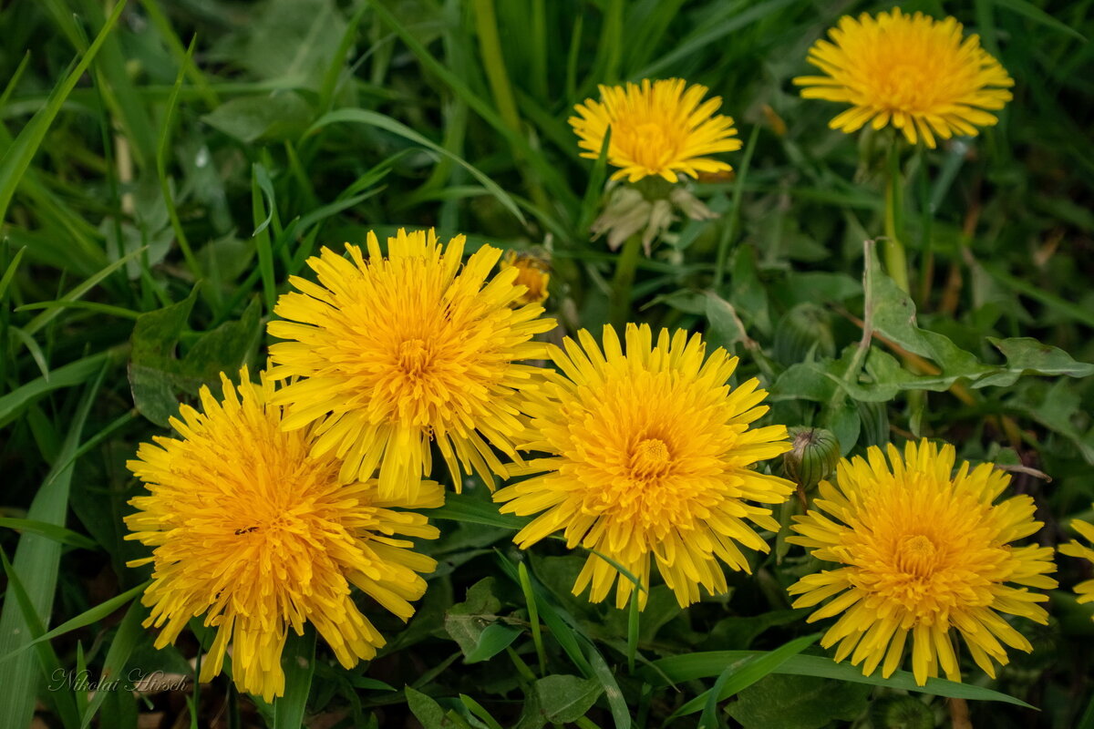 Время одуванчиков... - Николай Гирш