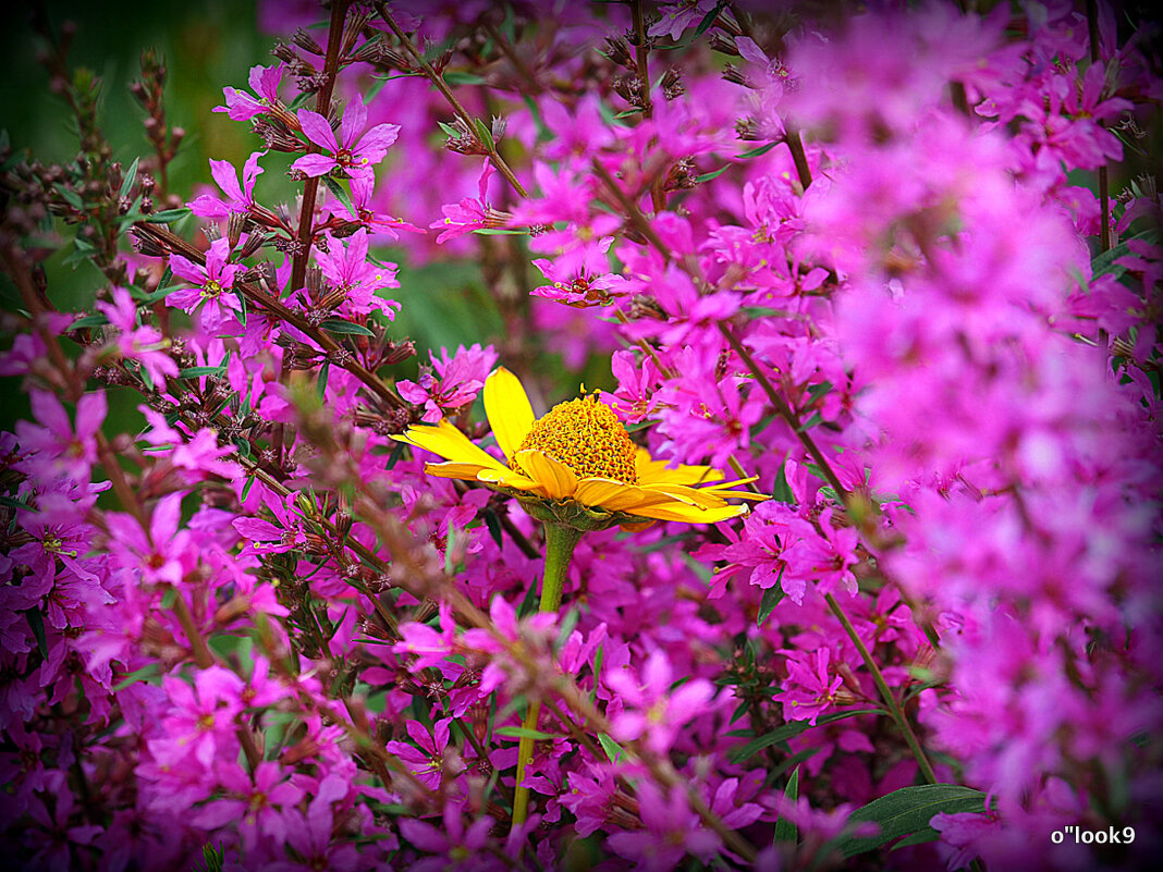 они на радость нам даны - Олег Лукьянов они на радость нам даны - Олег Лукьянов