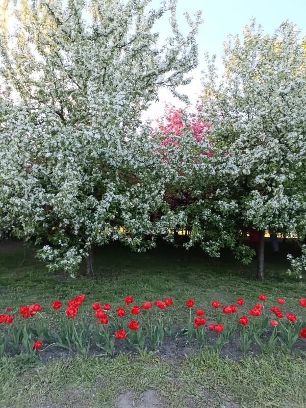 весеннее цветение - Галина R...