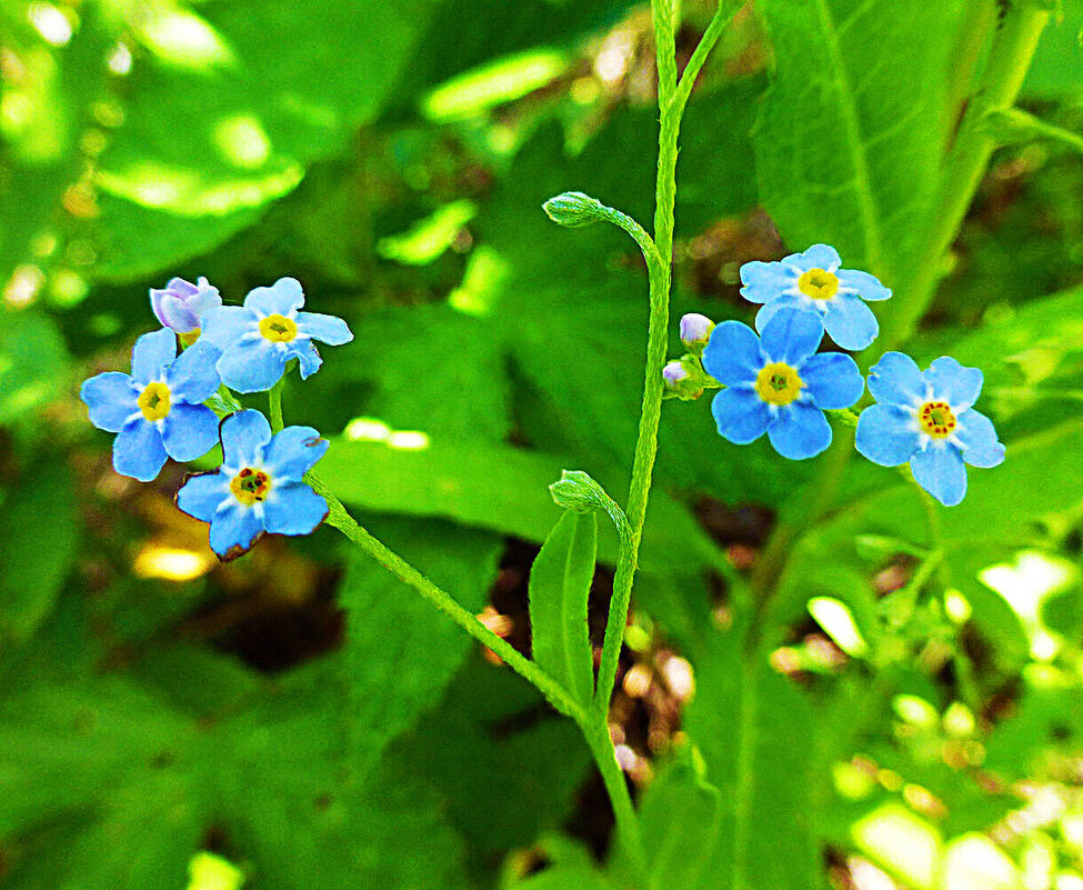 Июнь...Нежность незабудок! - Владимир 