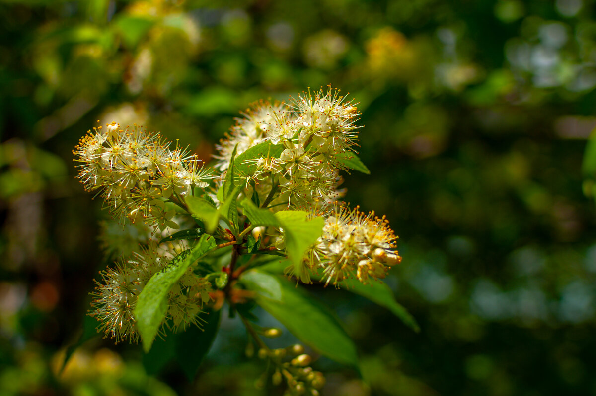 Черемуха - А кузнецов Черемуха - А кузнецов