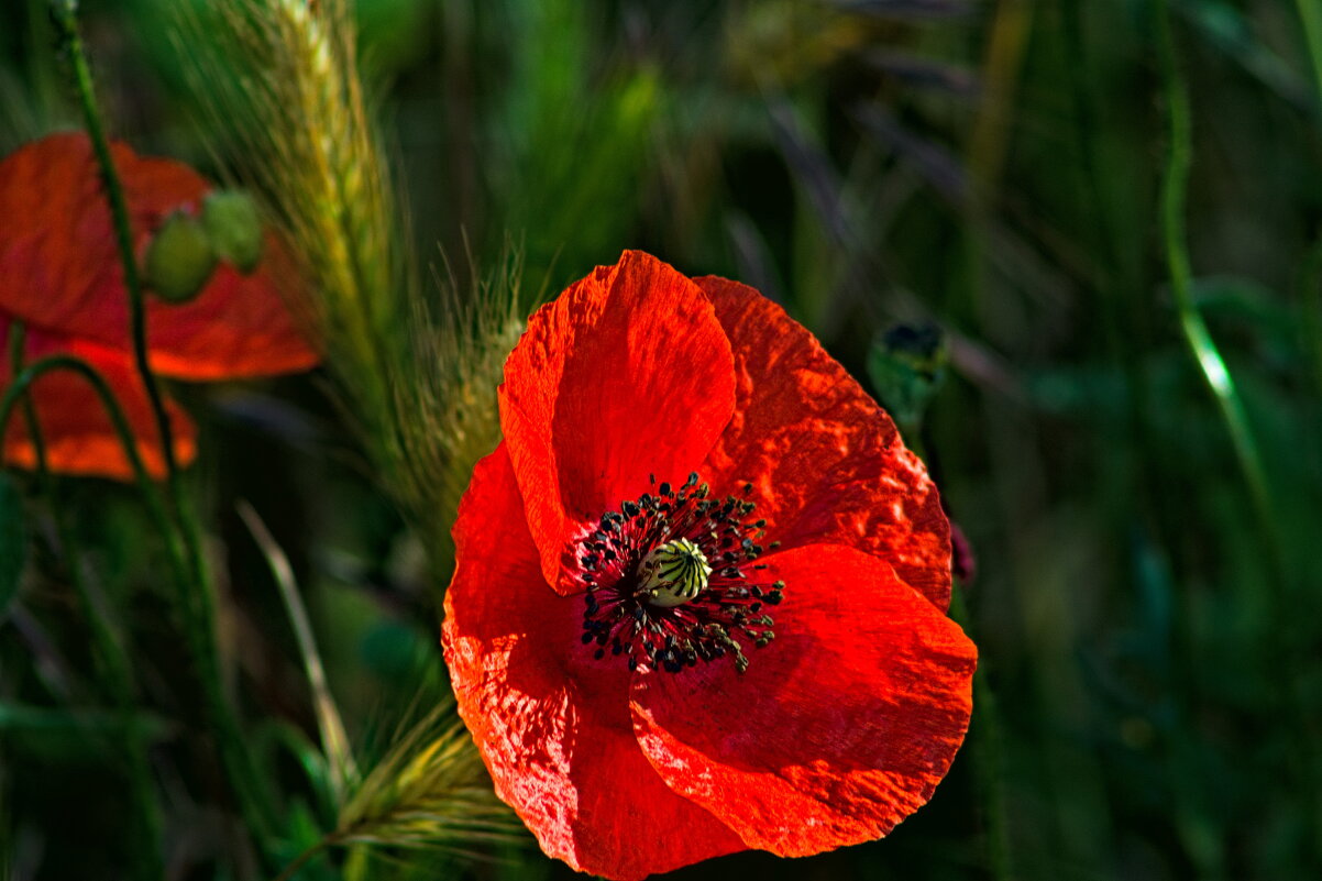 Мак - Giant Tao /