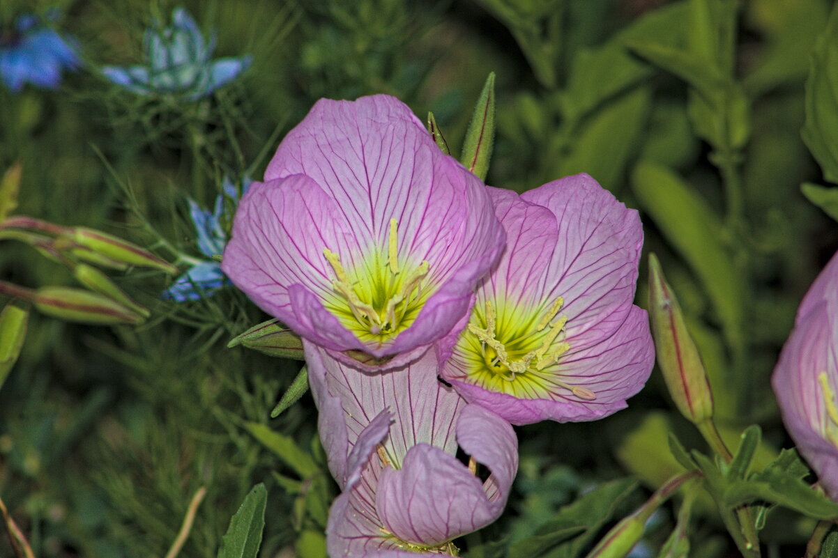 Ослинник - Giant Tao /