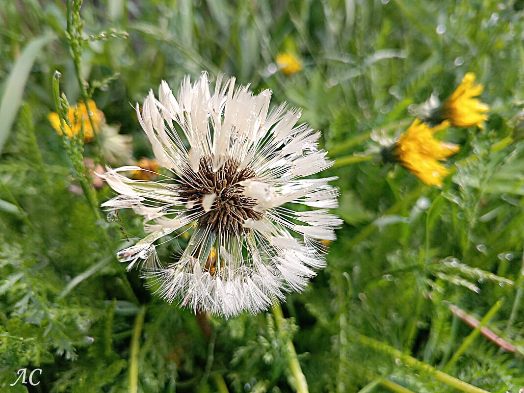 После дождя - Любовь Сахарова После дождя - Любовь Сахарова