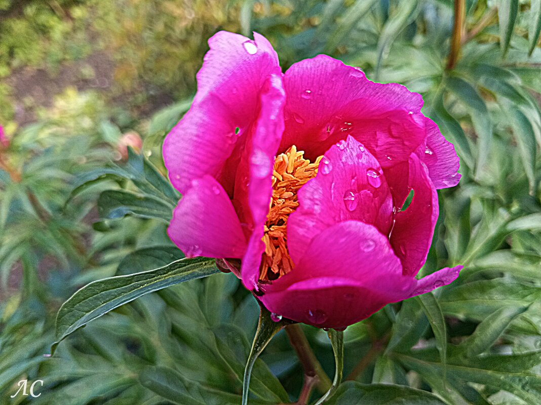 Пион уклоняющийся - Любовь Сахарова Пион уклоняющийся - Любовь Сахарова