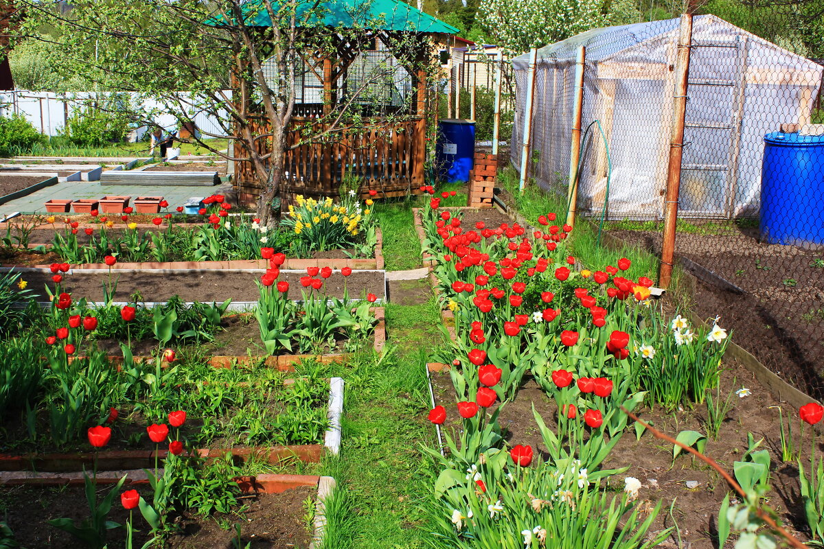 Цветы на даче - Александр Щеклеин