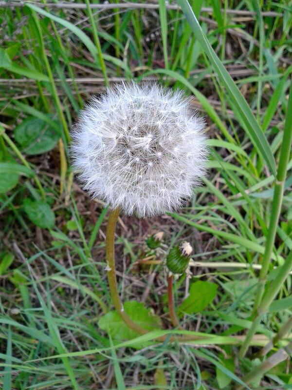 Отцвел. - сергей ермошкин Отцвел. - сергей ермошкин
