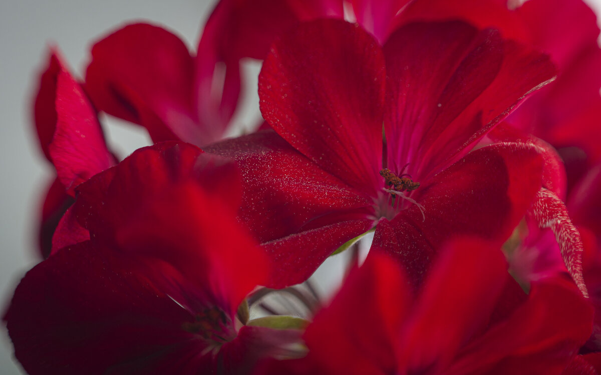 Элегантность герани. - Вадим Басов