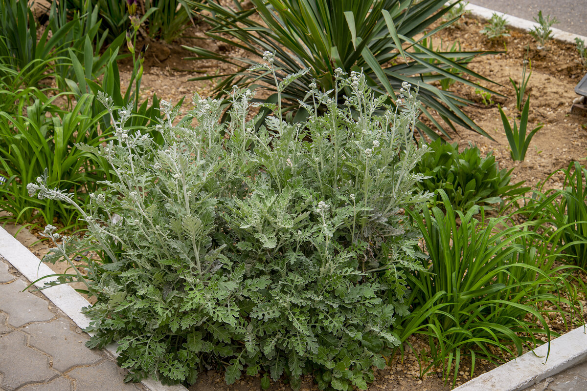 На клумбе - Анатолий Чикчирный