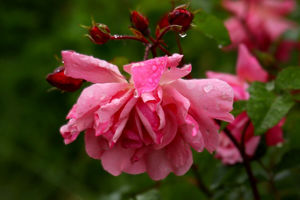 Утро растрёпанной розы - Юрий. Шмаков Утро растрёпанной розы - Юрий. Шмаков