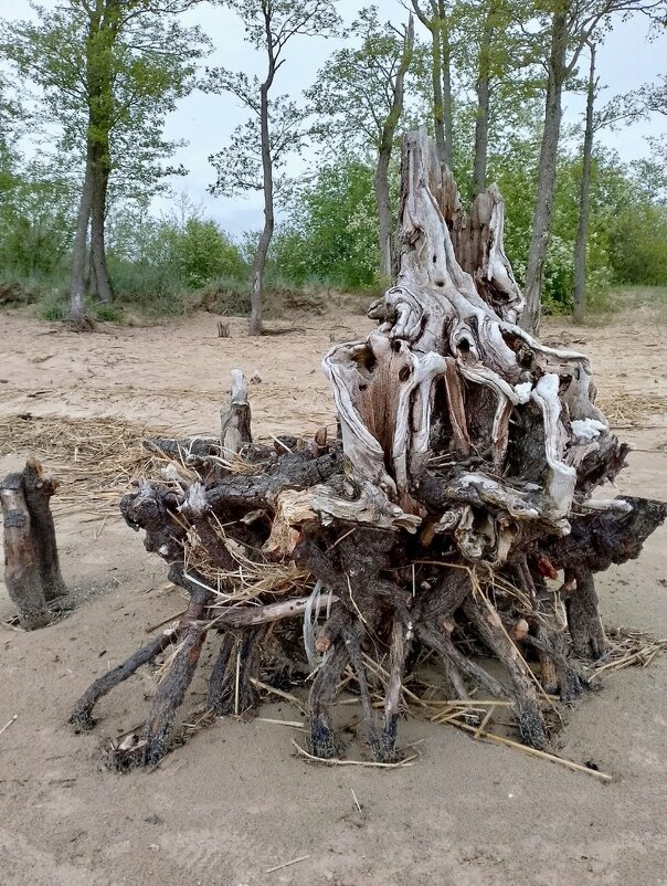 Корни - Cергей Кочнев