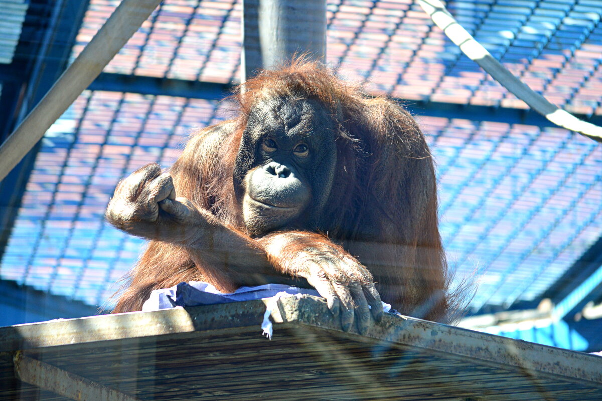 Всё без слов ясно.... - Татьяна Лютаева Всё без слов ясно.... - Татьяна Лютаева
