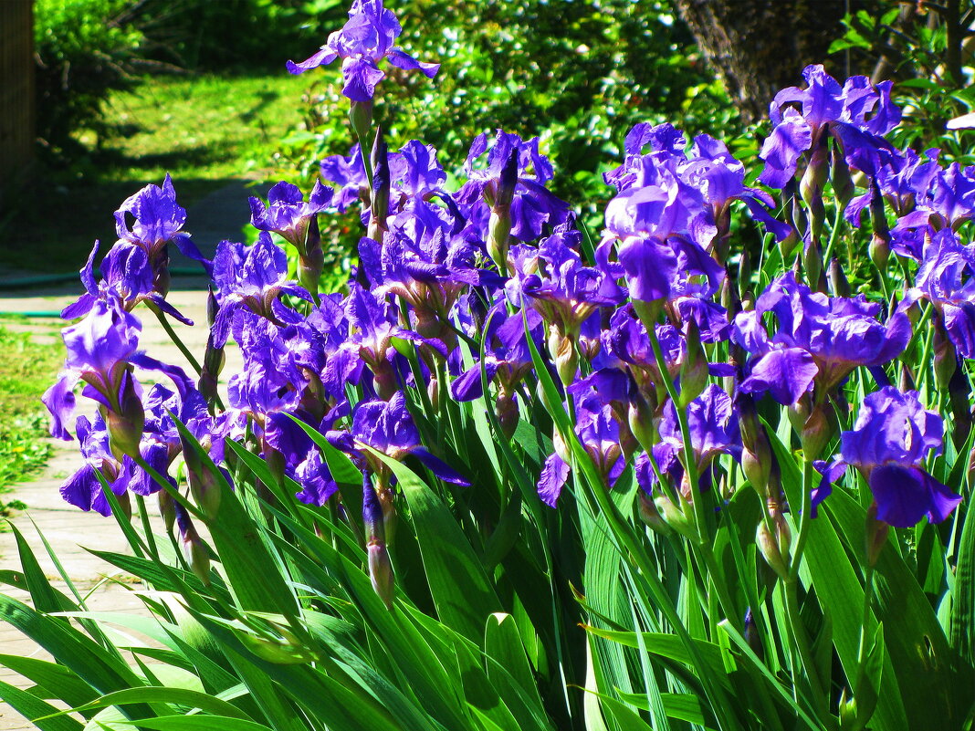 Красота в саду - Людмила Смородинская