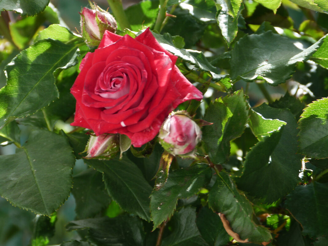 Алая  роза - Валентин Семчишин