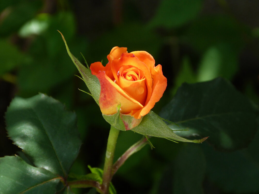 Бутон оранжевой розы - Валентин Семчишин Бутон оранжевой розы - Валентин Семчишин