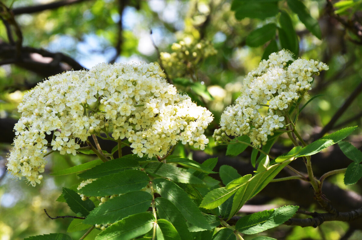 Москва. Парк Коломенское. - Наташа ***** Москва. Парк Коломенское. - Наташа *****