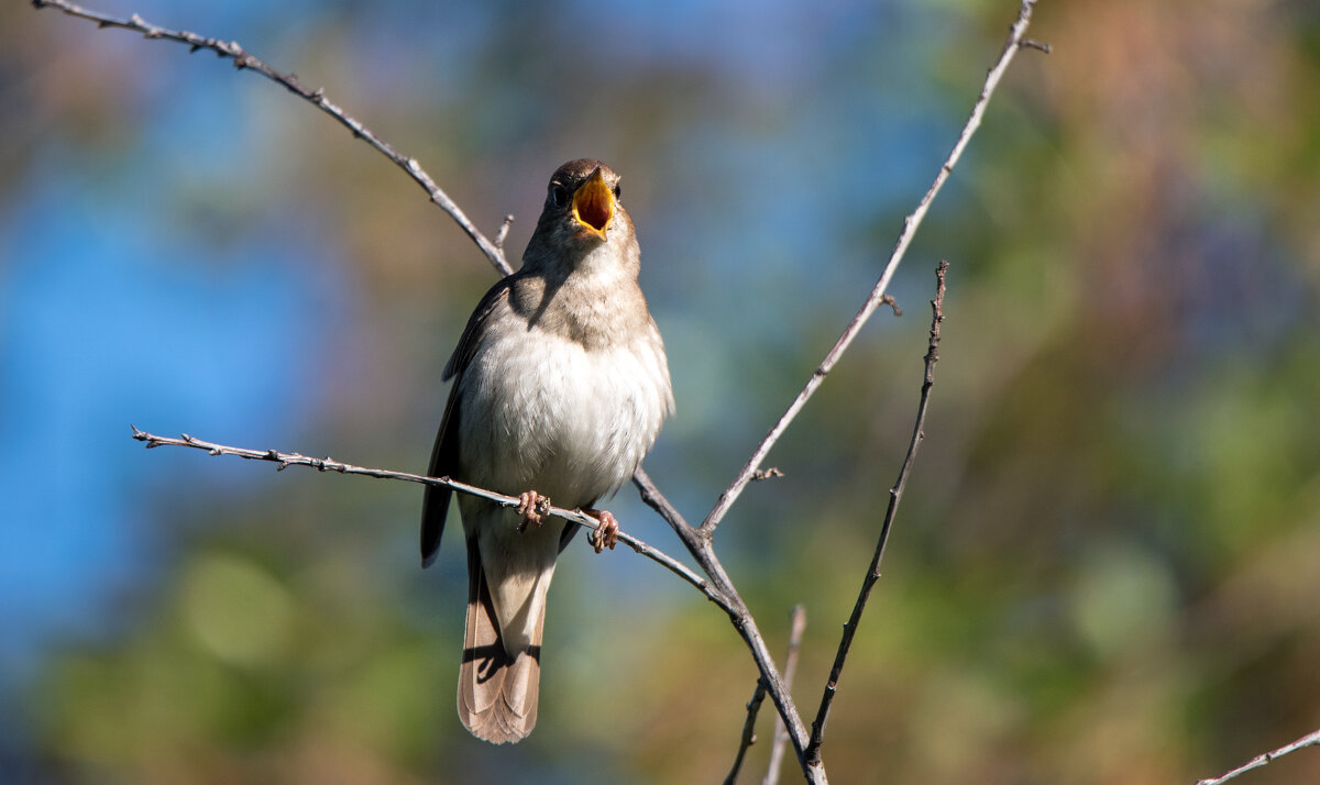 Соловей - Владимир Безбородов