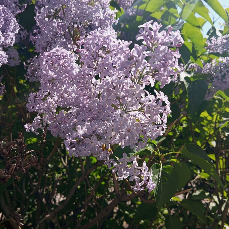 Сирень - Елена Семигина