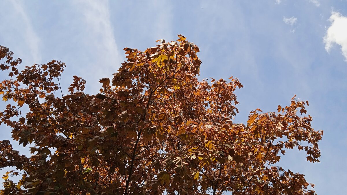 краски апреля - Елена Шаламова