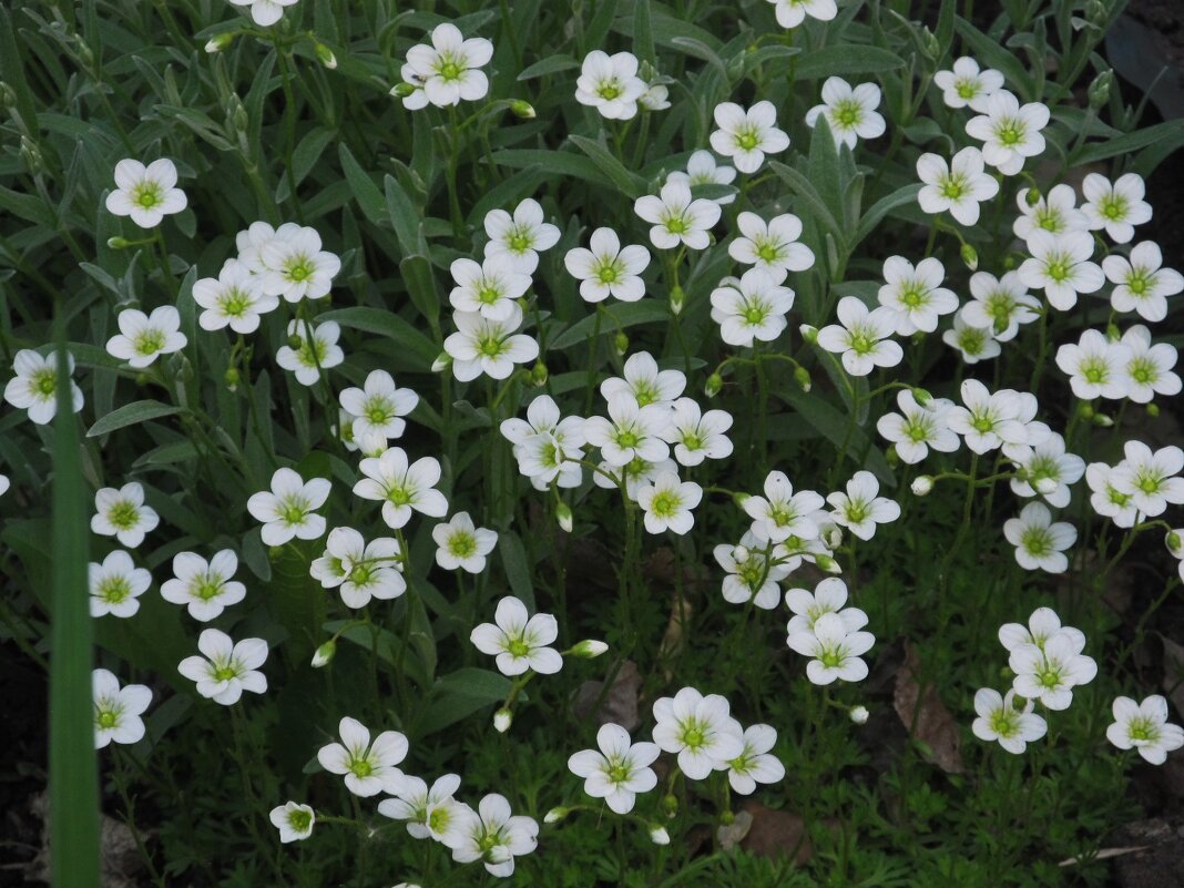 май - Елена Шаламова