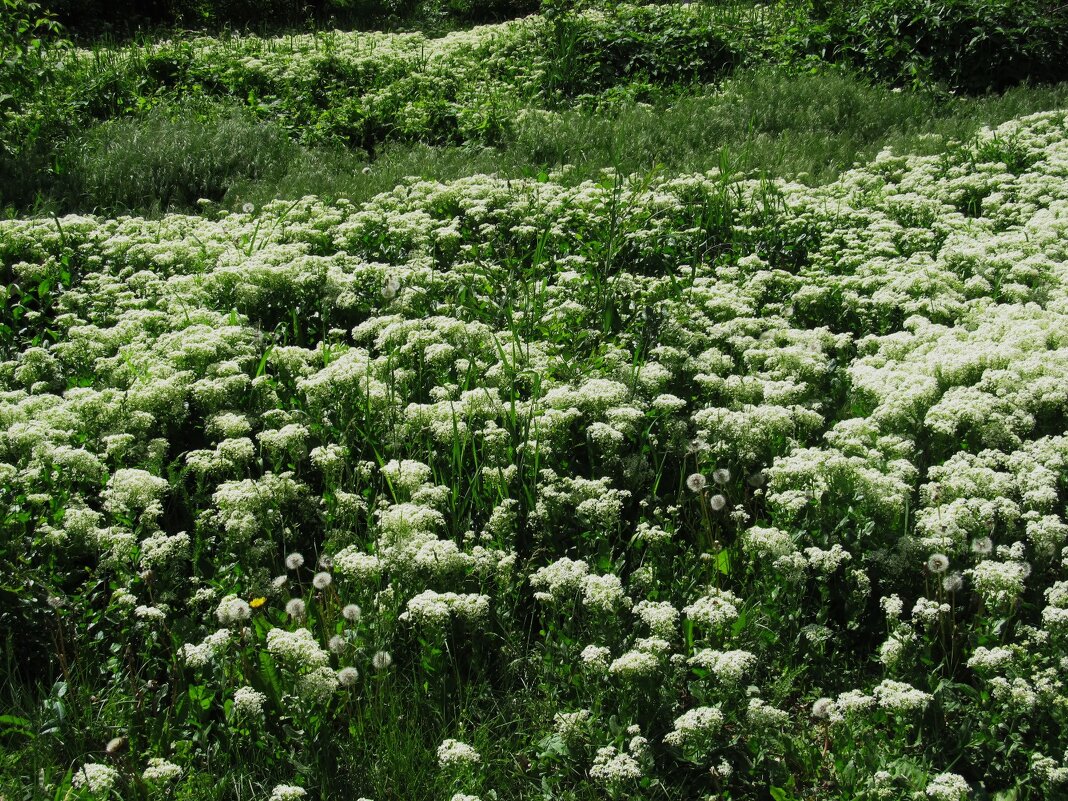 после дождей - Елена Шаламова