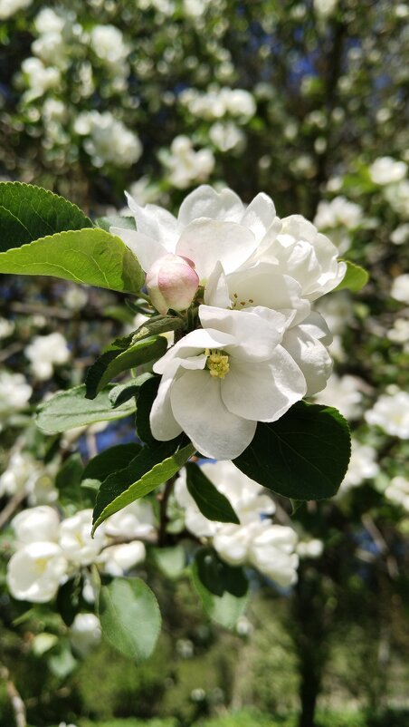 Цветущих яблонь райский сад - Анастасия Логинова