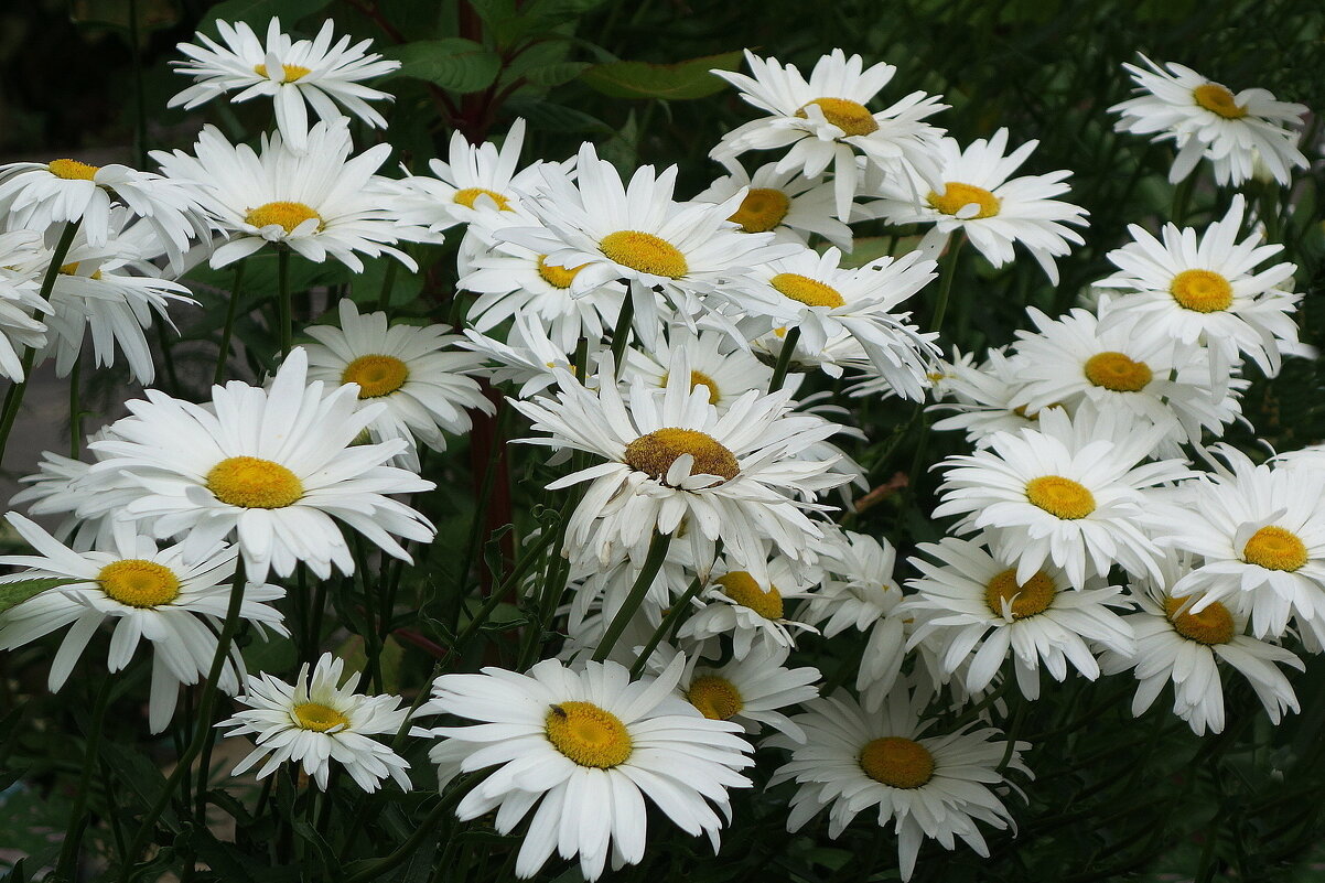 Ромашки - Рита Симонова